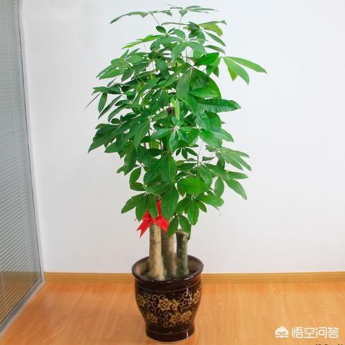 北方发财树怎么养才长得好:招财树长得太疯，又不想换大花盆，怎么办？