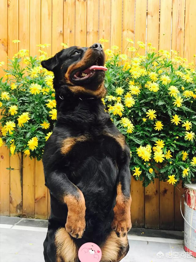 罗威纳是一种大型犬吗？