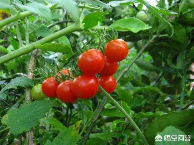 绝育黄瓜安全事情:黄瓜什么时候喷醋是最佳时间？