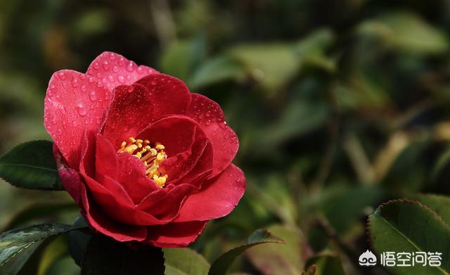 头条问答 - 羞奇茶花北方市内能种植吗?(8个回答)