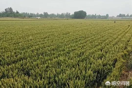 初夏的第二个节气“小满”,关于“小满”你知道多少？