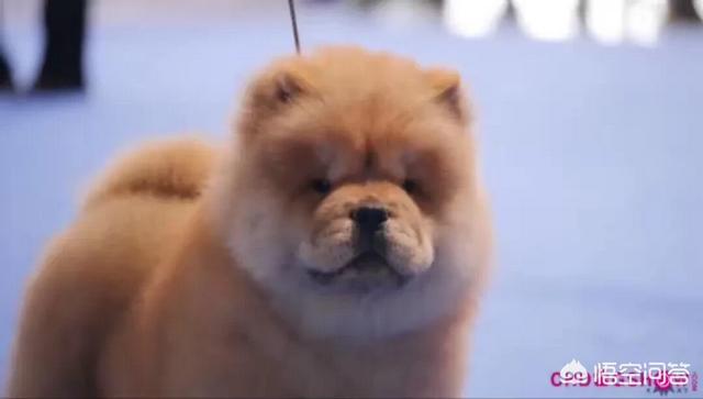 中国冠毛犬:无毛梗，一点毛都没有的聪明狗狗你见过么？