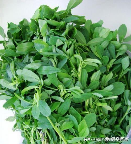 你们家乡夏季最有特色、最好吃的农家小炒菜是什么呢？