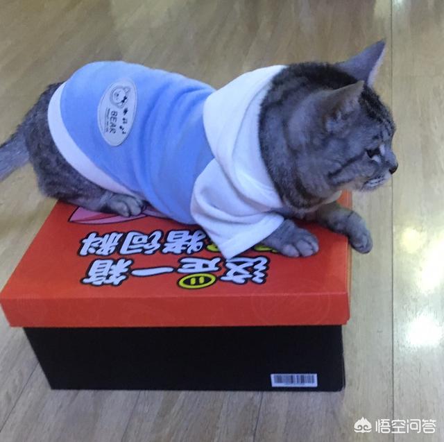 可爱的小动物,你喜欢哪一种？小猫、小兔、企鹅、小狗、小鱼？