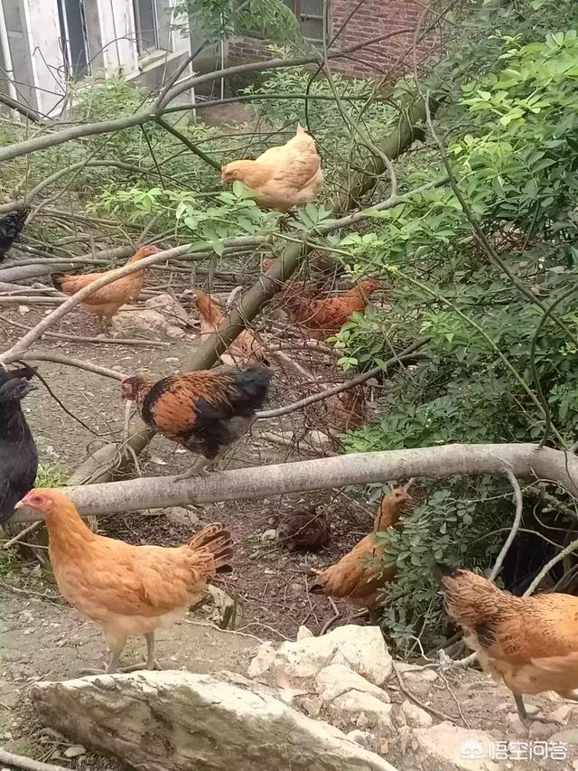 农村养的土鸡,为什么有些鸡的鸡冠是乱七八糟的,而且很大,是不是一种疾病？