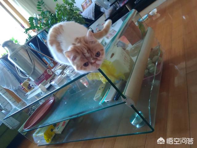新玉多长时间才会认主人,猫走失几个月后还认识主人吗？