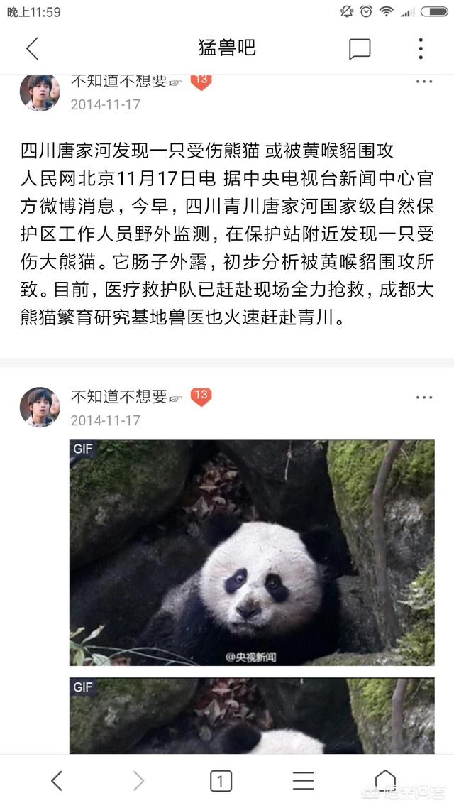 动物园为什么不让熊猫吃肉，有人说熊猫智商低跑的慢，为何狮虎不敢吃
