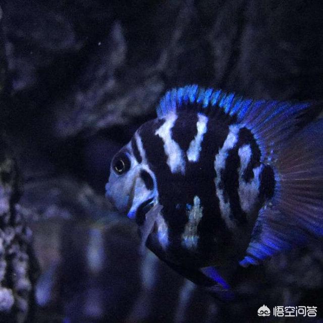 迷你鹦鹉鱼繁殖条件:迷你鹦鹉鱼人工配对行吗？