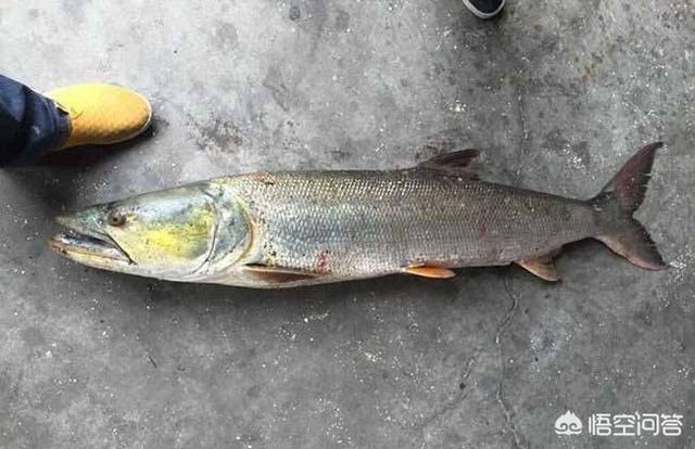 老虎鱼 心中的天堂:在农村承包河道养鱼的为啥都怕遇到水老虎？
