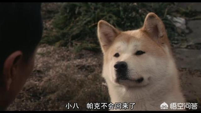 忠犬八公的故事观后感:大家在观看《忠犬八公》这部电影后有什么体会和感觉吗？ 忠犬八公的故事观后感300字