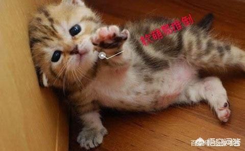 猫的铲屎官是什么意思是什么:猫叫铲屎官是什么意思 你是一名合格的“铲屎官”吗？