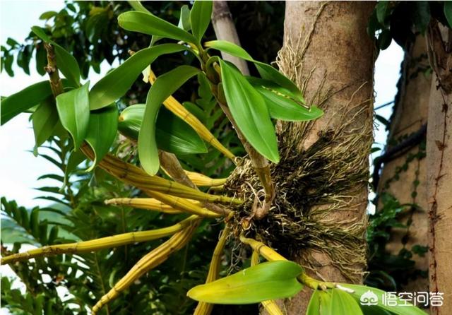 枫香树叶染饭:乌饭树可以大面积栽植吗？