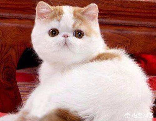 lovecat:给刚到家的银虎斑猫用什么猫砂比较好？