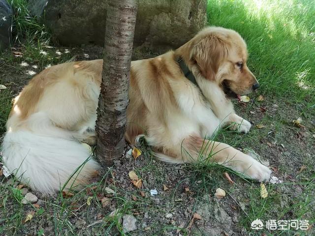 猫狗宠物知识问答:养狗麻烦还是养猫更麻烦？