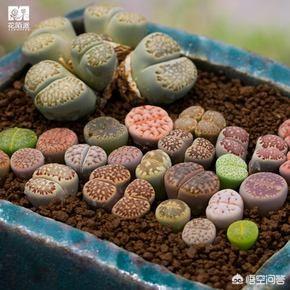 石花图片,新买的生石花挤的很紧，还用换盆吗？