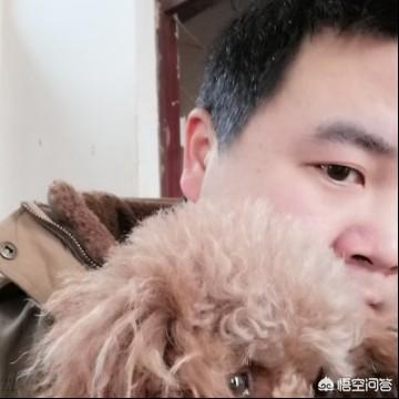 狗狗罚站后拉肚子:狗狗不听话，惩罚狗狗的方法上要注意什么？