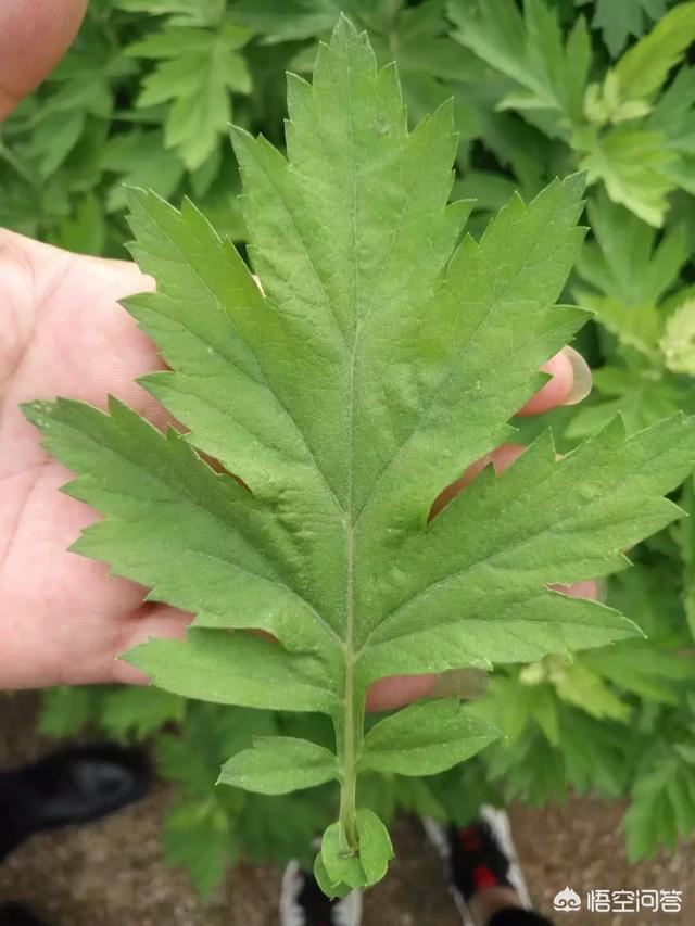 端午节挂艾草:端午节挂艾叶大门要挂几把，怎样挂