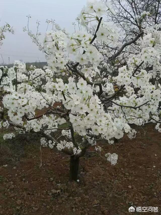 紫凤梨花怎么养:春天最好养的植物有哪些？