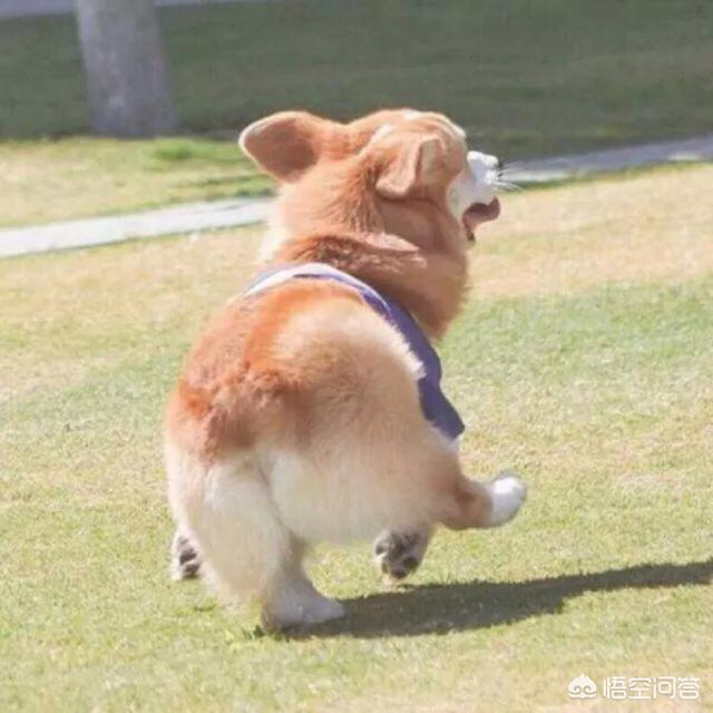 比格猎犬特点:养一只比格犬是一种怎样的体验？