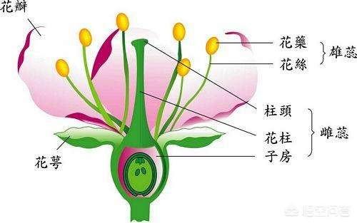 茄子为什么是绿头的？