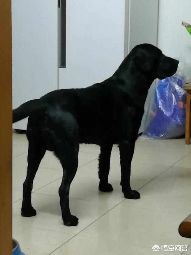 忠犬八公是什么狗:请问，你身边有忠犬八公那样的狗吗什么品种的狗狗，容易养成