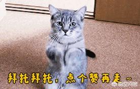 百变猫咪游戏下载:有哪些与猫有关的电子游戏？