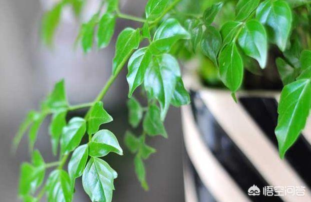 平安树的养殖方法和注意事项大全:平安树的叶子不绿，有斑驳的黄，怎么养护？