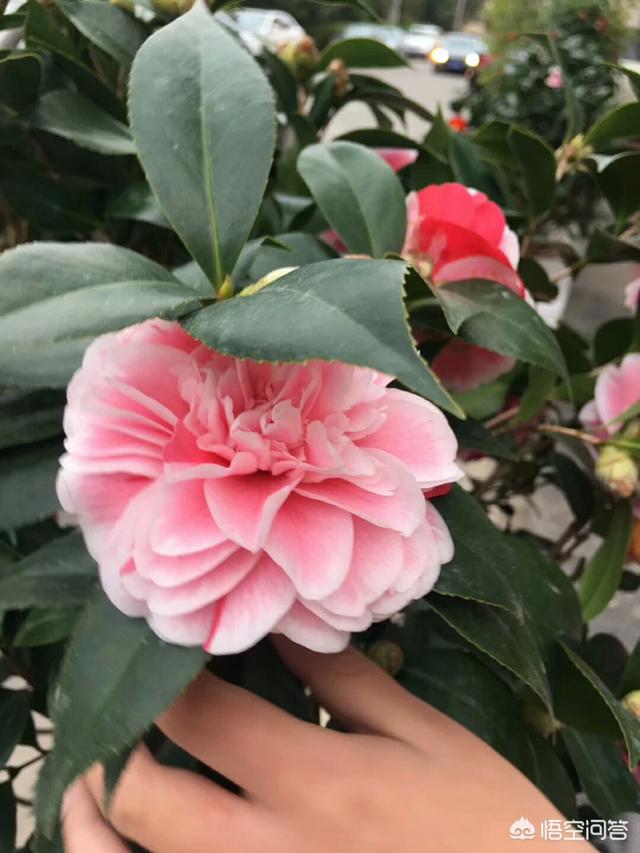 有靠谱的代购渠道推荐吗？
