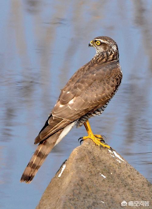 头条问答 - 王熙凤说宝黛二人"黄鹰抓住鹞子的脚——扣了环",到底什么