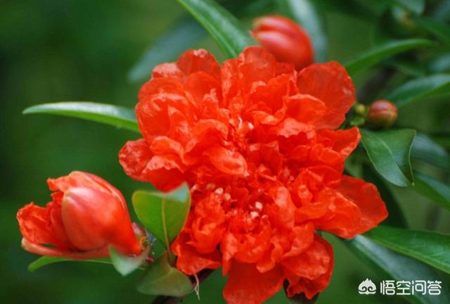 石榴木喜欢什么土,石榴适合种植在哪些土壤？