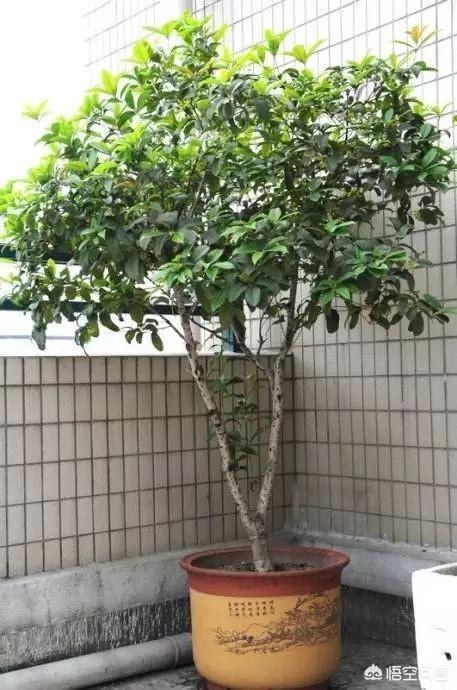 桂花树的风水禁忌,农村院子里种桂花树怎么样？