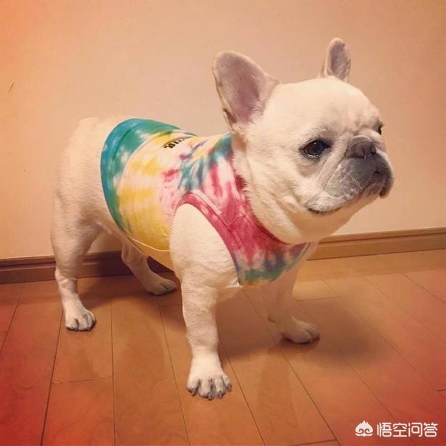 斗牛犬性格:为什么这么多人喜欢养法斗呢？ 斗牛犬性格温和么