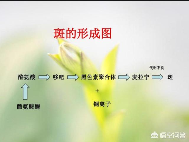 正确的祛斑观念和方法是什么？