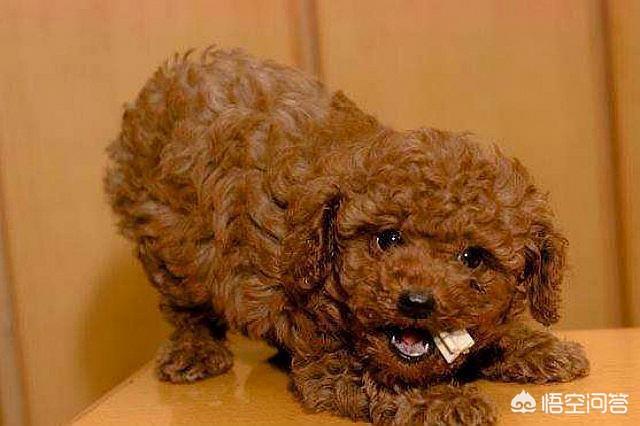 狗狗罚站视频泰迪金毛:泰迪犬犯错后你什么惩罚，都有用吗？