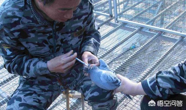 信鸽疫苗什么时候打最好:鸽子打了多次新城疫疫苗，抗体不行怎么办？