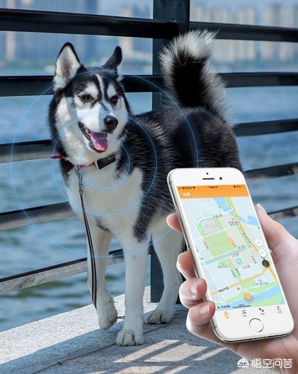 离线导航犬好用吗:宠物定位器有用吗？导盲犬要不要带定位器？