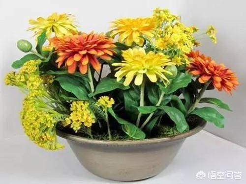金鸡菊种子种植方法:盆栽菊花的繁殖用什么方法最好？