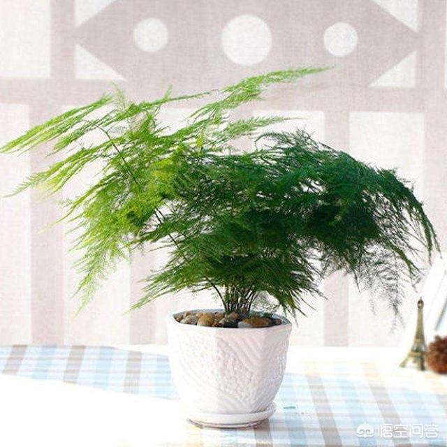 室内适合养的18种植物,什么花适合室内养，易活？