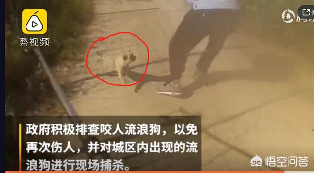 疯狗咬人后人学狗叫:为什么河南固始疯狗咬人伤者升至15人？