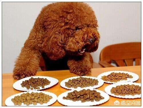 怎么挑选泰迪熊狗:有什么特点的泰迪犬，一般是会比较漂亮的呢？