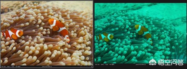 小丑鱼图片:照片偏色后期要怎么做呢？