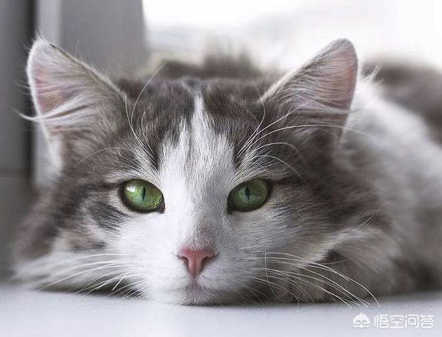 猫发情 叫声:猫发情除了会乱撒尿和乱叫，还有其他表现吗？