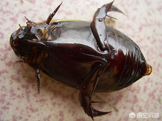 农村水塘里叫“水蟑螂”的虫子，擅长潜水也能飞，到底是益虫还是害虫呢？