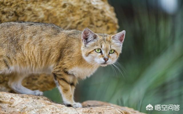 斑鬣狗属于猫科吗:猫科动物和犬科动物哪个战斗力强？