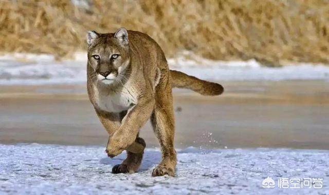 斑鬣狗属于猫科吗:猫科动物和犬科动物哪个战斗力强？