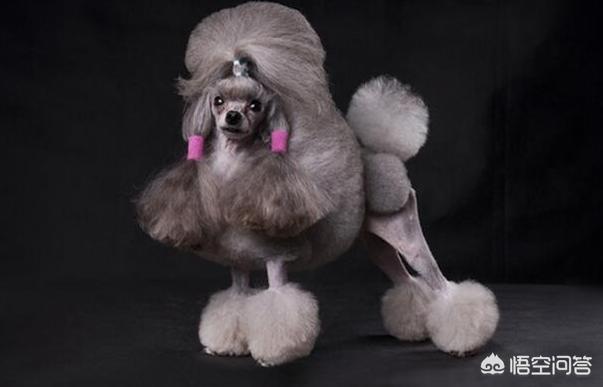 泰日天gif日空气:为什么养贵宾犬别养公的？