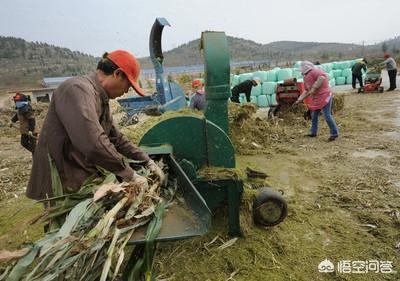 反刍动物营养大会:为何秋天养牛羊的都做青贮饲料，到底有哪些好处？