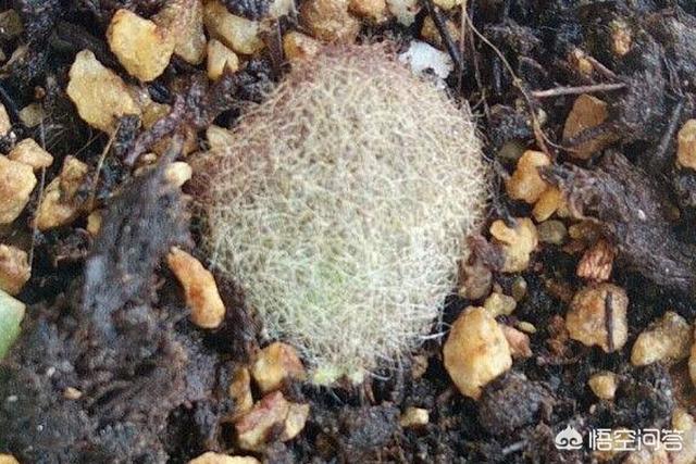猫耳朵多肉繁殖:多肉植物应该怎么进行叶插？有哪些需要注意的问题？