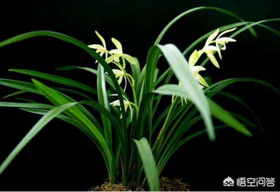 兰花的种植方法:兰花配什么样的植料可以天天浇水？如何养好兰花？