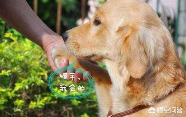 训练金毛:怎样训练小金毛定点上厕所？
